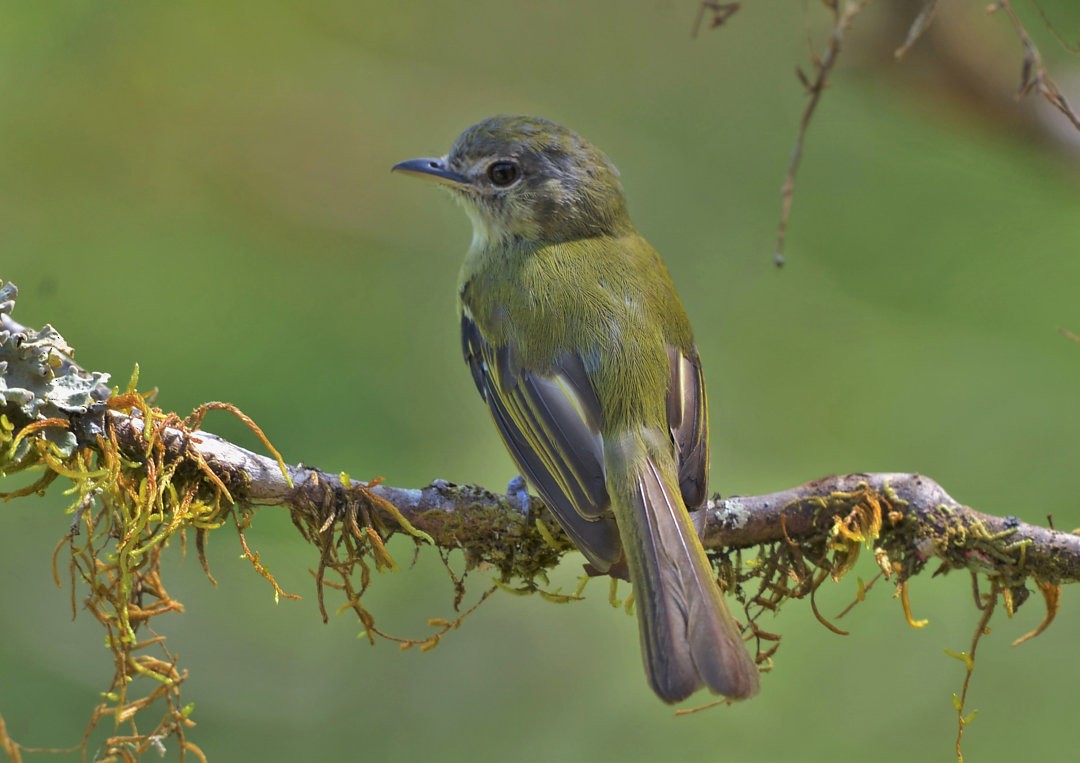 Yellow-olive Flatbill - Júlio César Machado