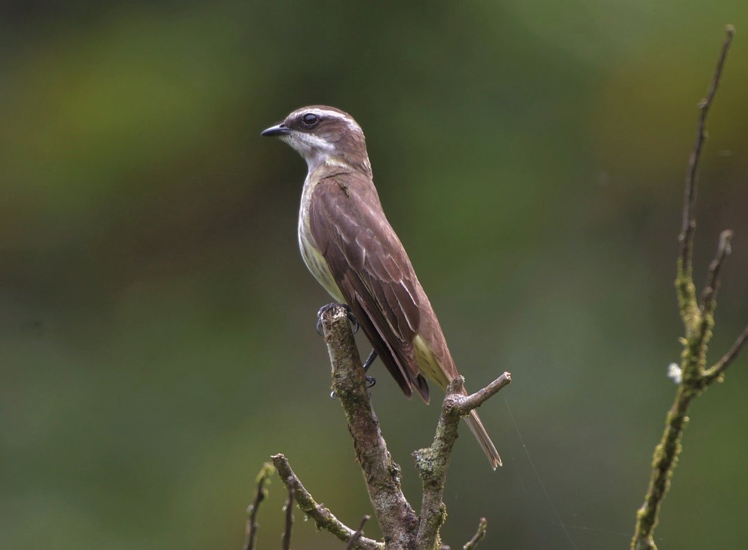 Piratic Flycatcher - Júlio César Machado