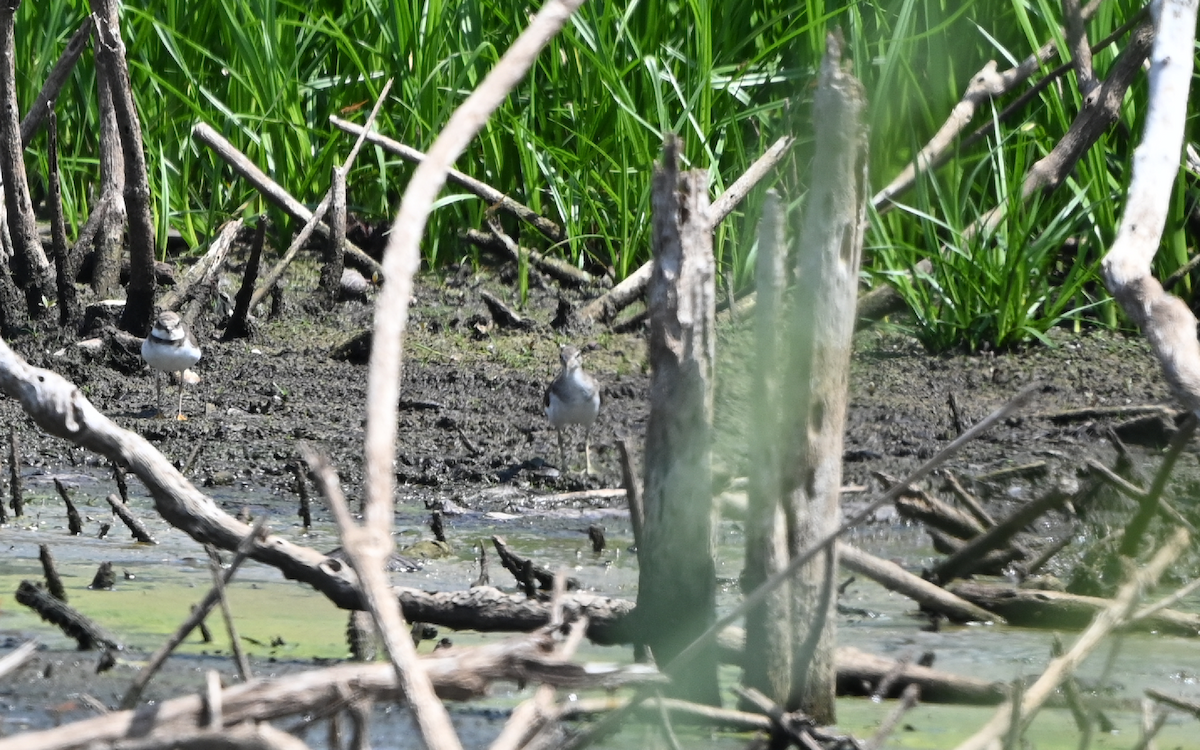 Common Sandpiper - Yoganand K