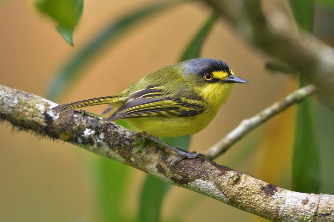 Gray-headed Tody-Flycatcher - Júlio César Machado