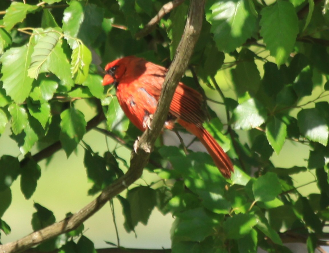 Cardinal rouge - ML60680141