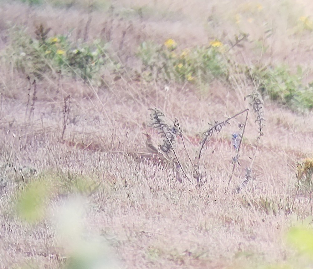 Tawny Pipit - ML606803171