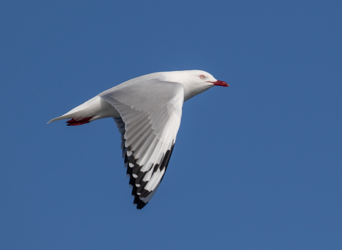 racek australský (ssp. novaehollandiae/forsteri) - ML606803571