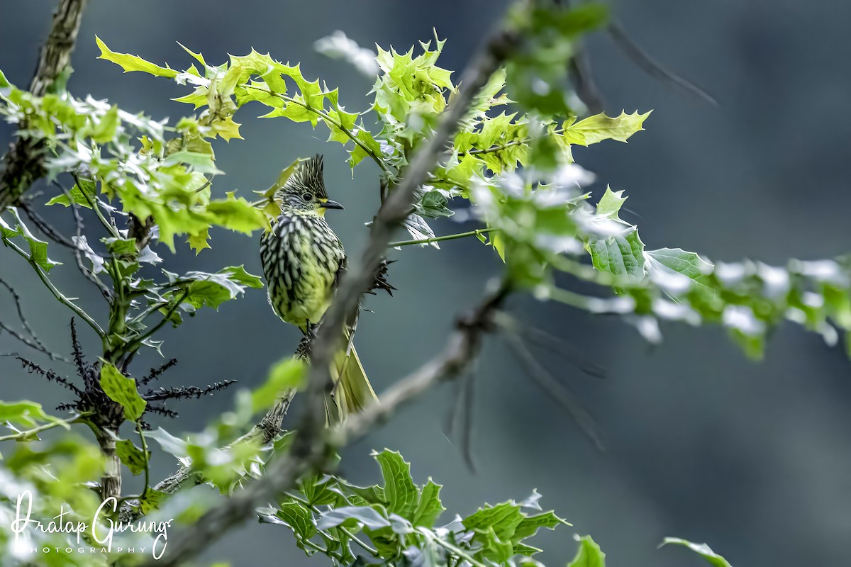 Striated Bulbul - ML606803851