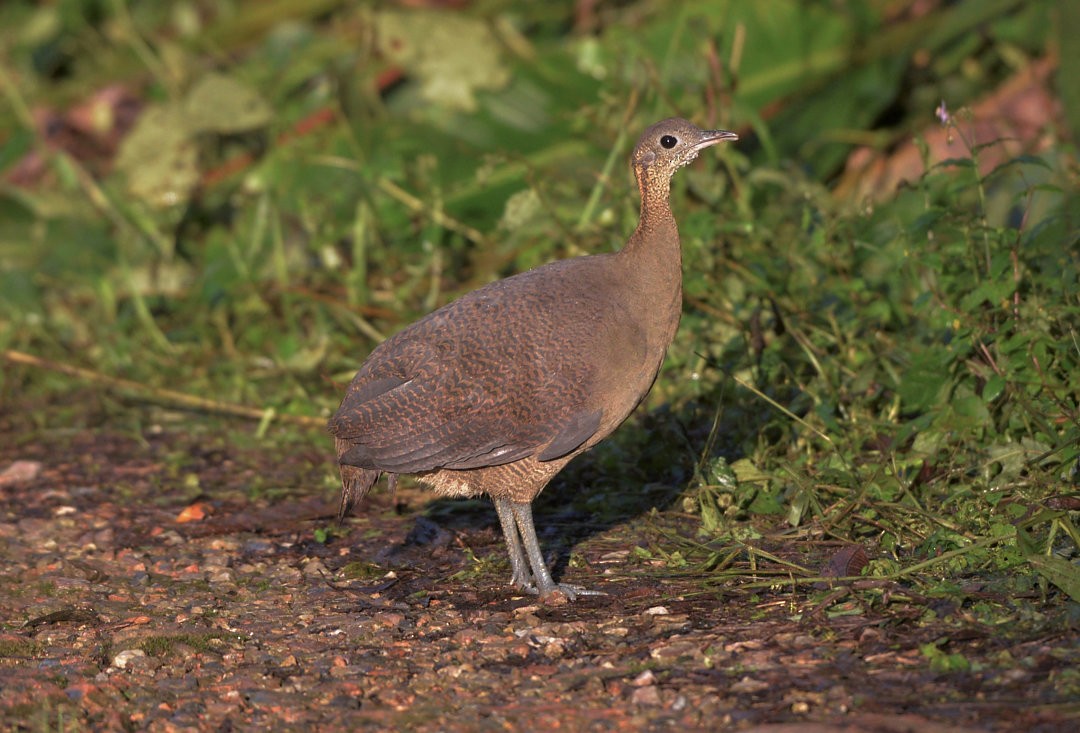 Solitary Tinamou - ML606804561