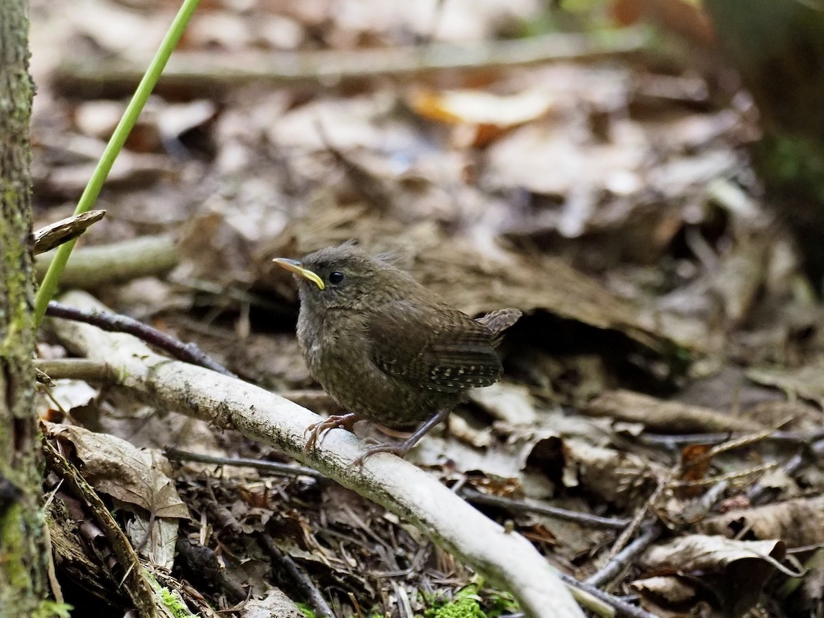 Troglodyte des forêts - ML606804931