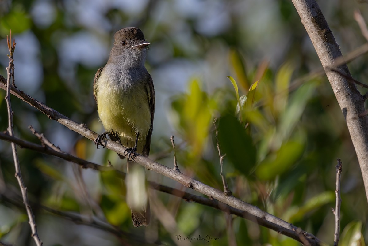 Swainson's Flycatcher - ML606805391