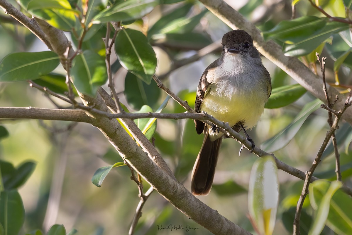 Swainson's Flycatcher - ML606805401