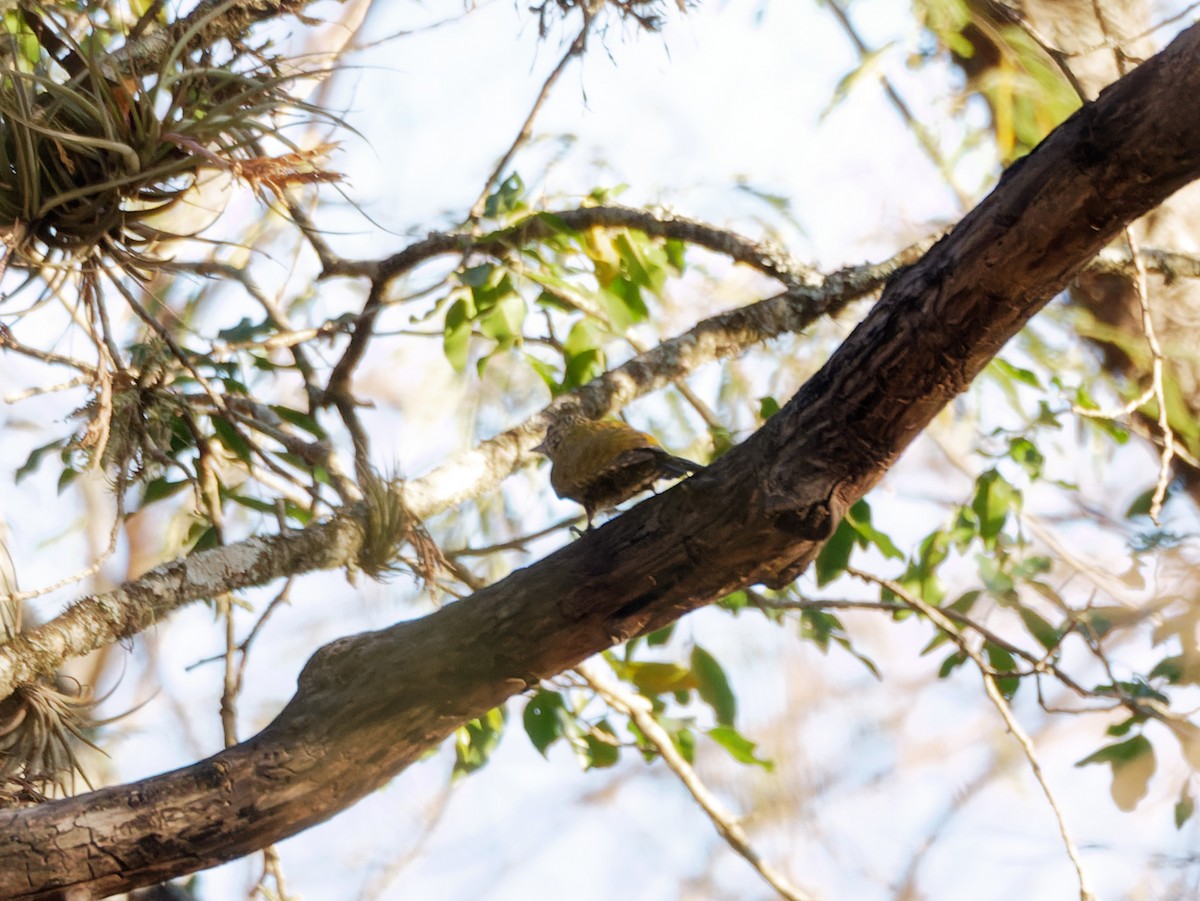 Dot-fronted Woodpecker - ML606806151