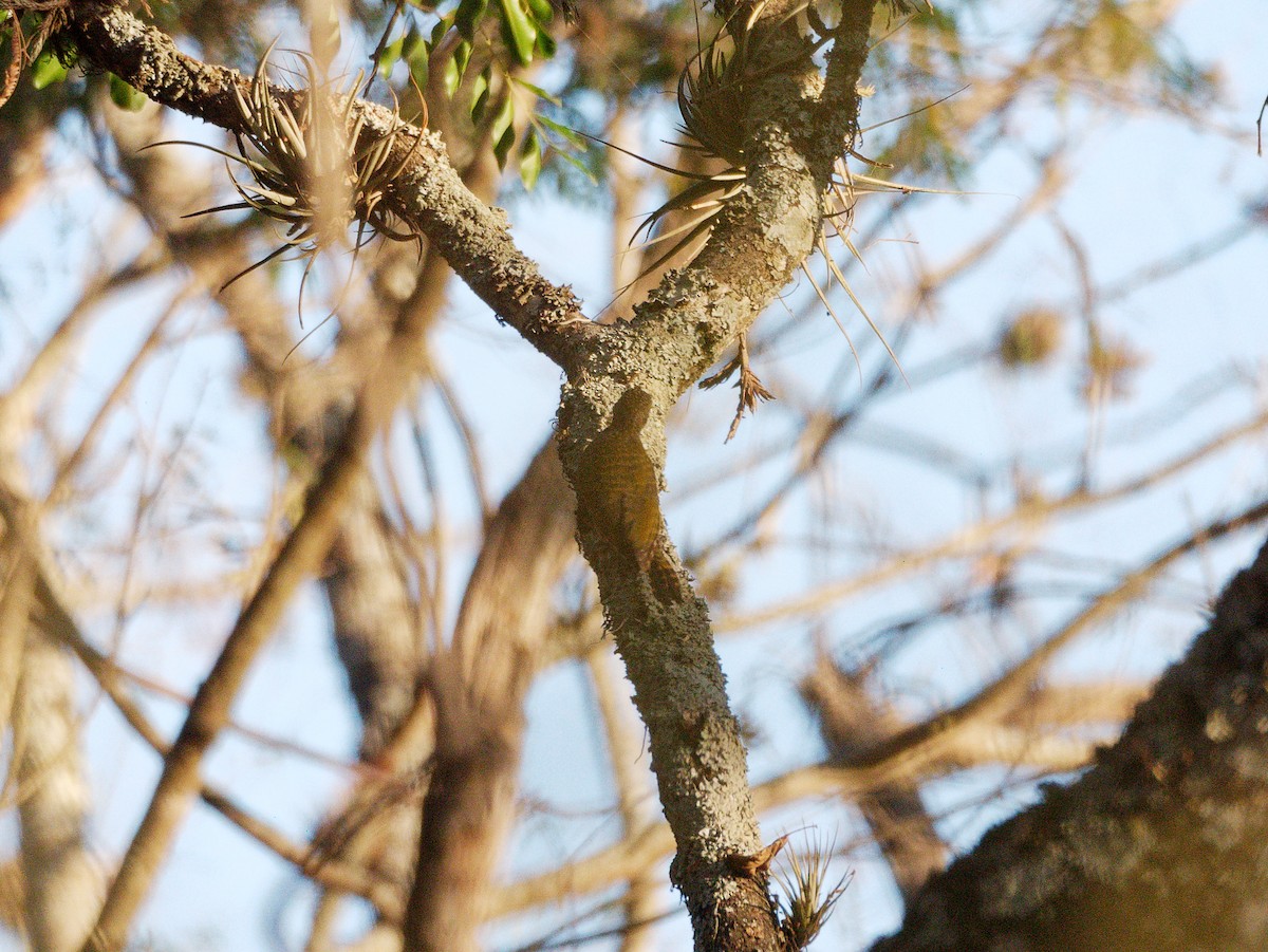 Dot-fronted Woodpecker - ML606806171