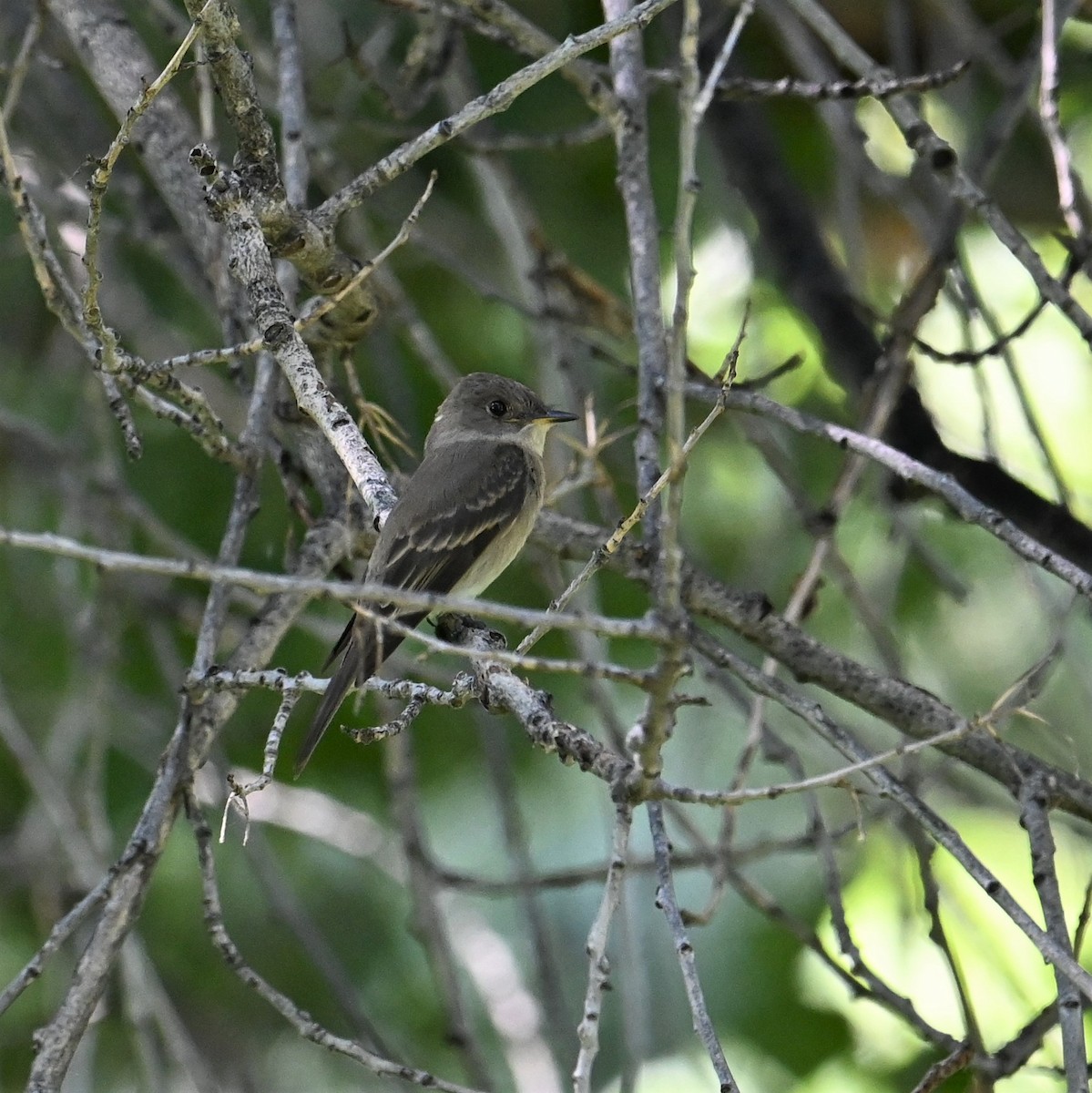 Willow Flycatcher - ML606806311