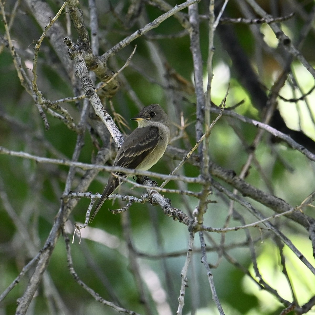 Willow Flycatcher - ML606806321