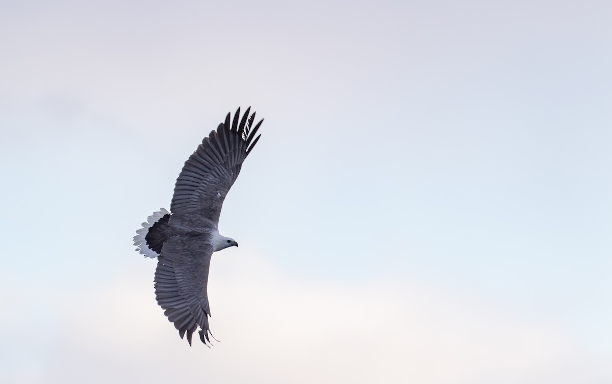 White-bellied Sea-Eagle - ML606806761