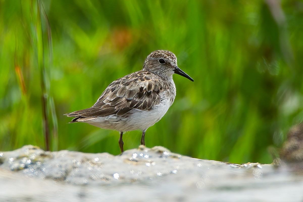 Least Sandpiper - ML606809011