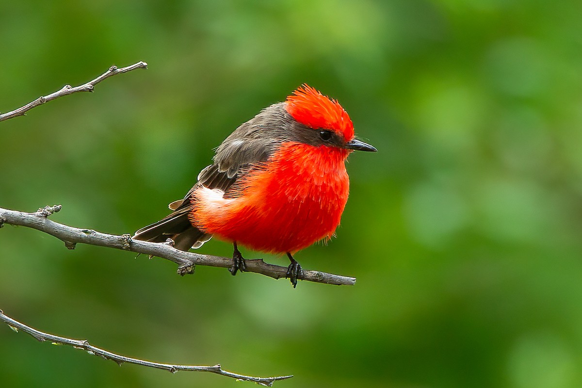 Vermilion Flycatcher - ML606809081