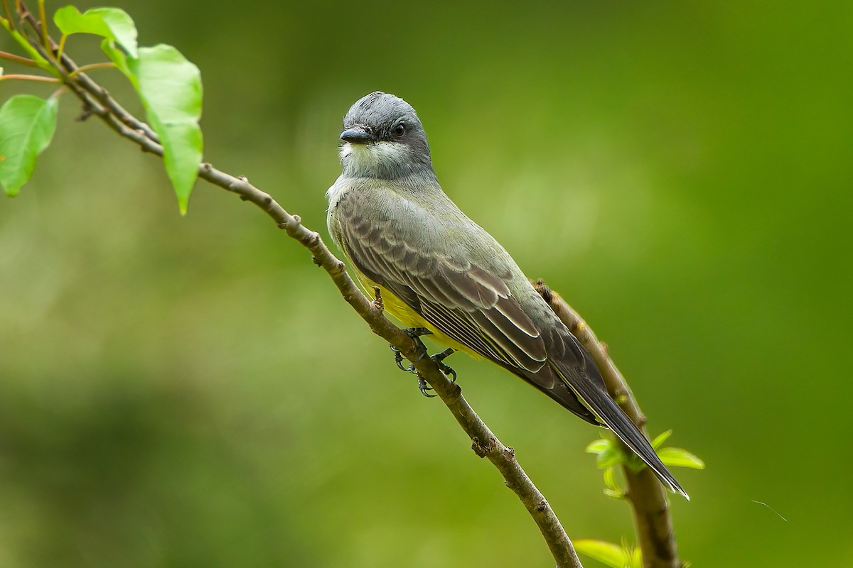 Cassin's Kingbird - ML606809171