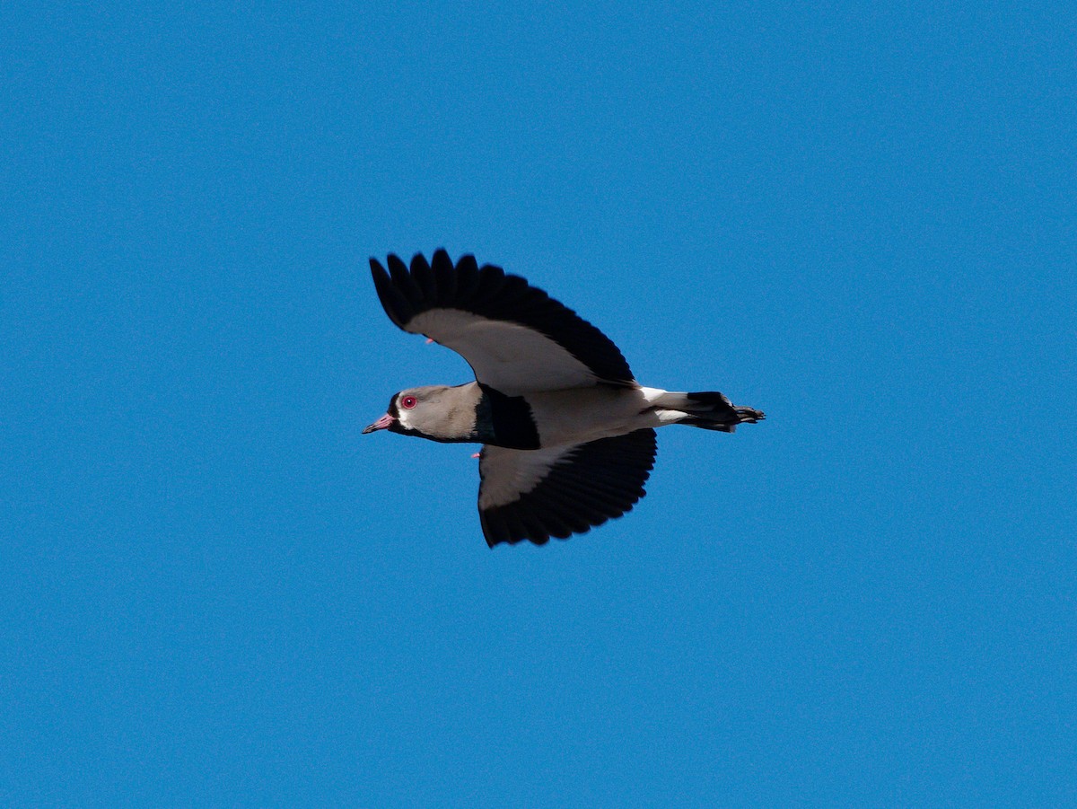 Southern Lapwing - ML606809201