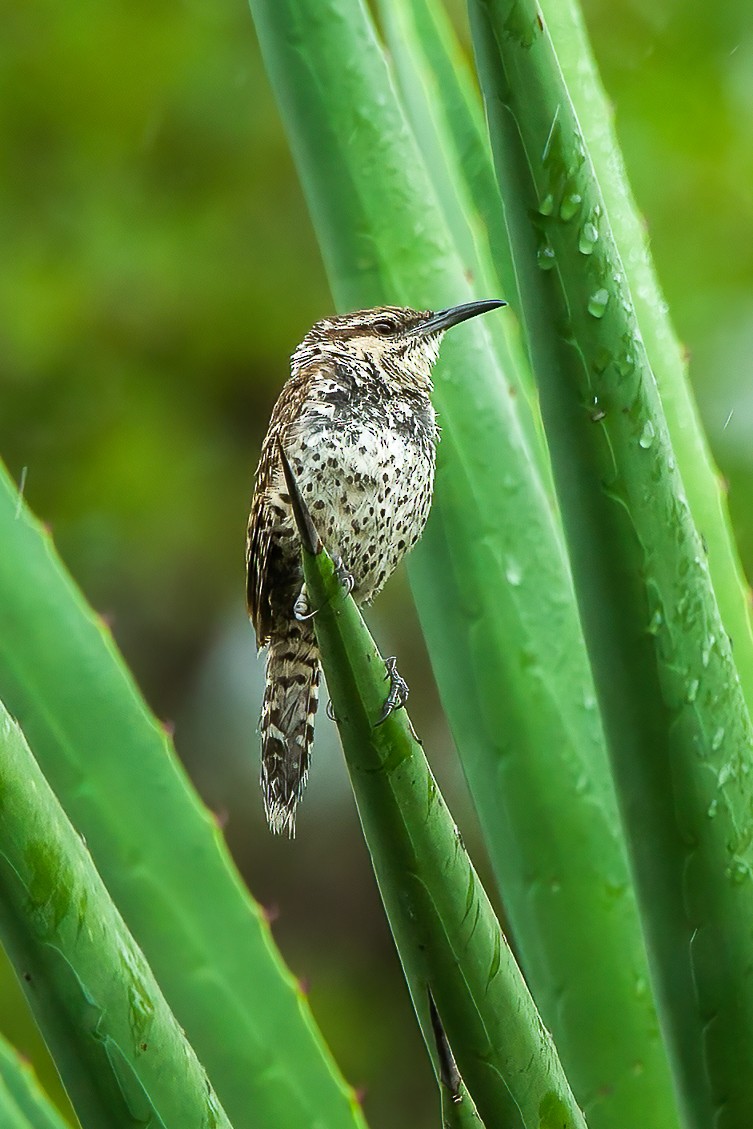 Boucard's Wren - ML606809321
