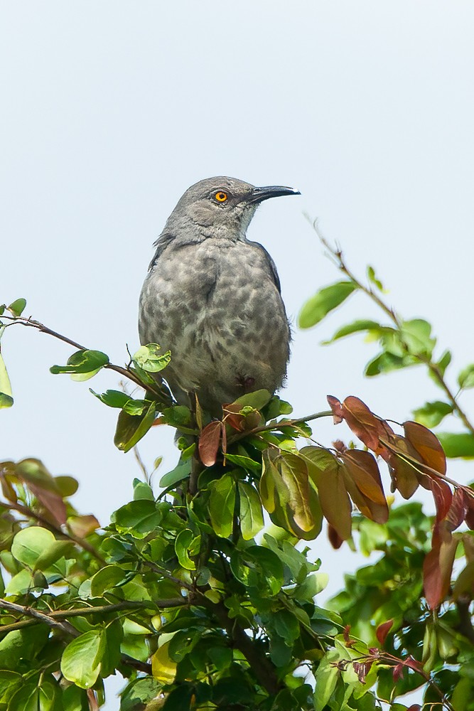 Curve-billed Thrasher - ML606809381