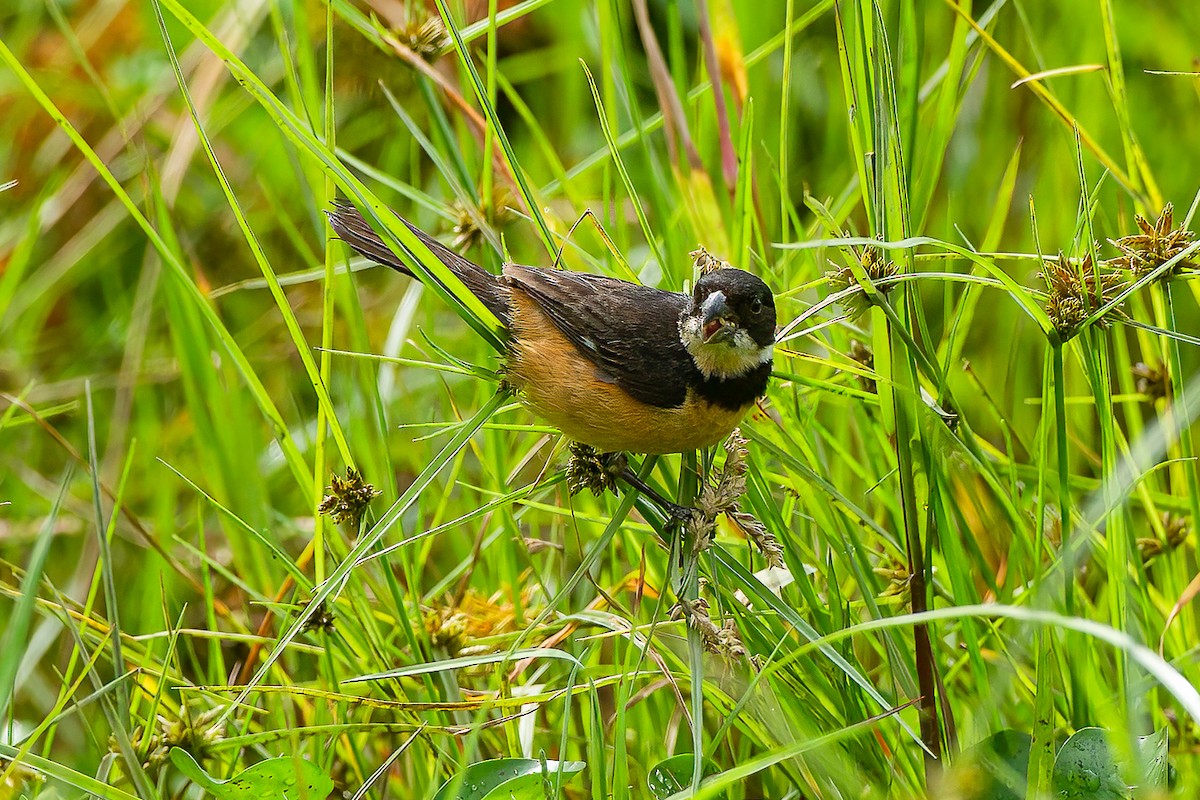 Cinnamon-rumped Seedeater - ML606809471