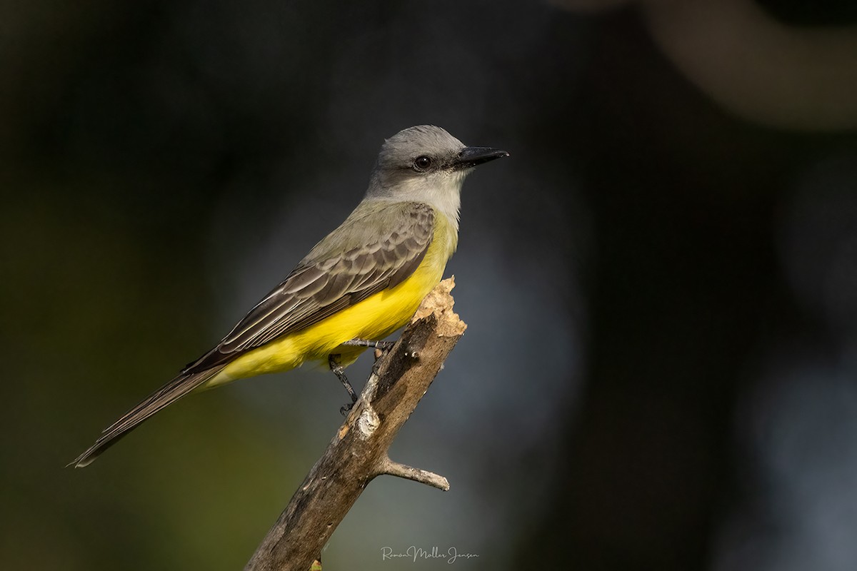 Tropical Kingbird - ML606809991