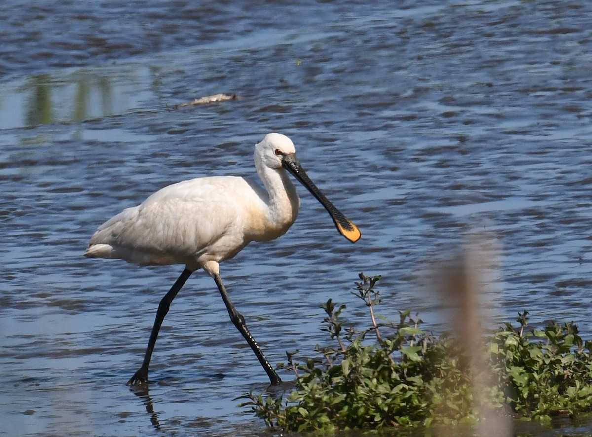 Eurasian Spoonbill - Raphaël Neukomm