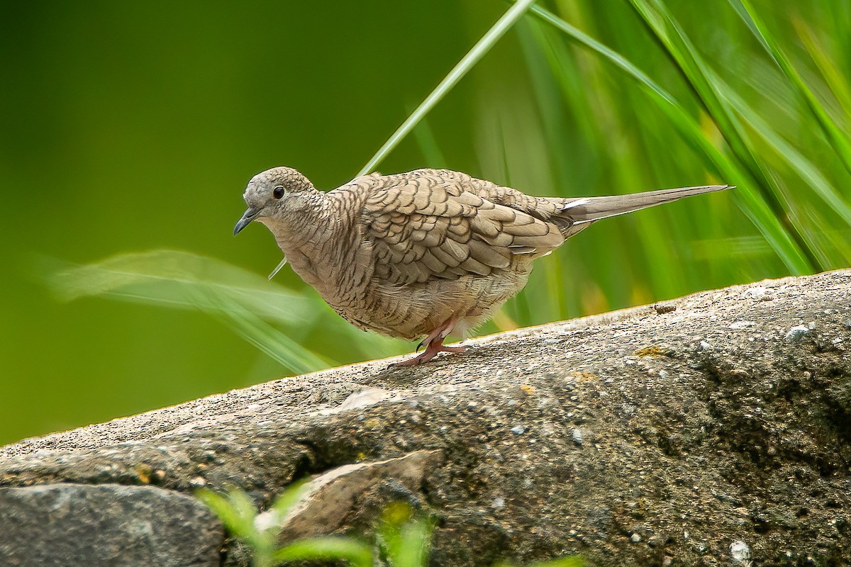 Inca Dove - ML606810151