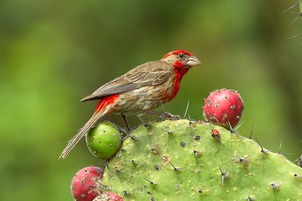 House Finch - ML606810201