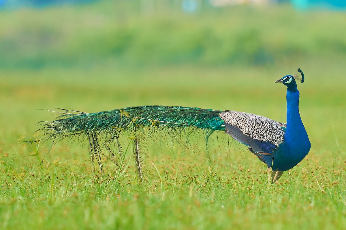 Indian Peafowl - ML606810271