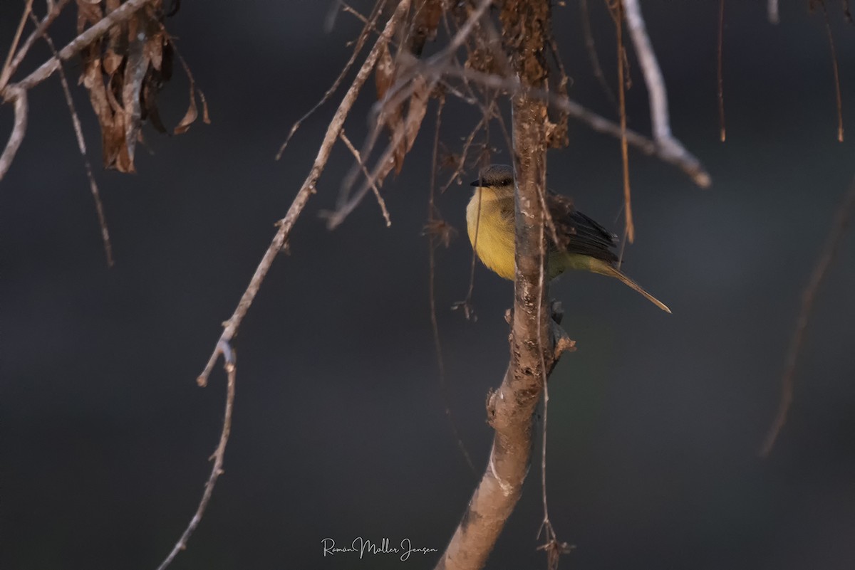 Cattle Tyrant - ML606810381