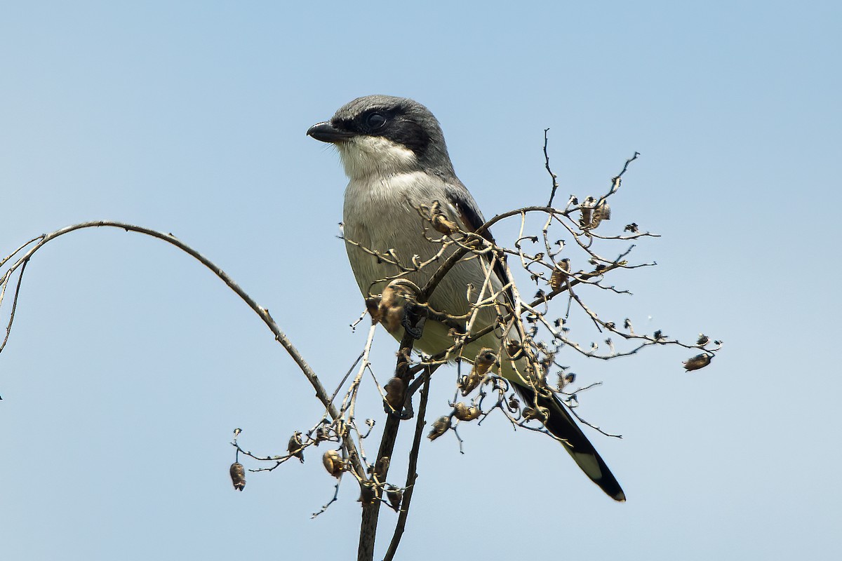 Loggerhead Shrike - ML606810831