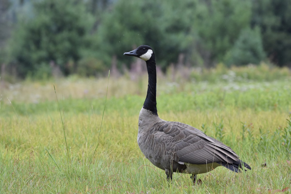 Canada Goose - ML606811031