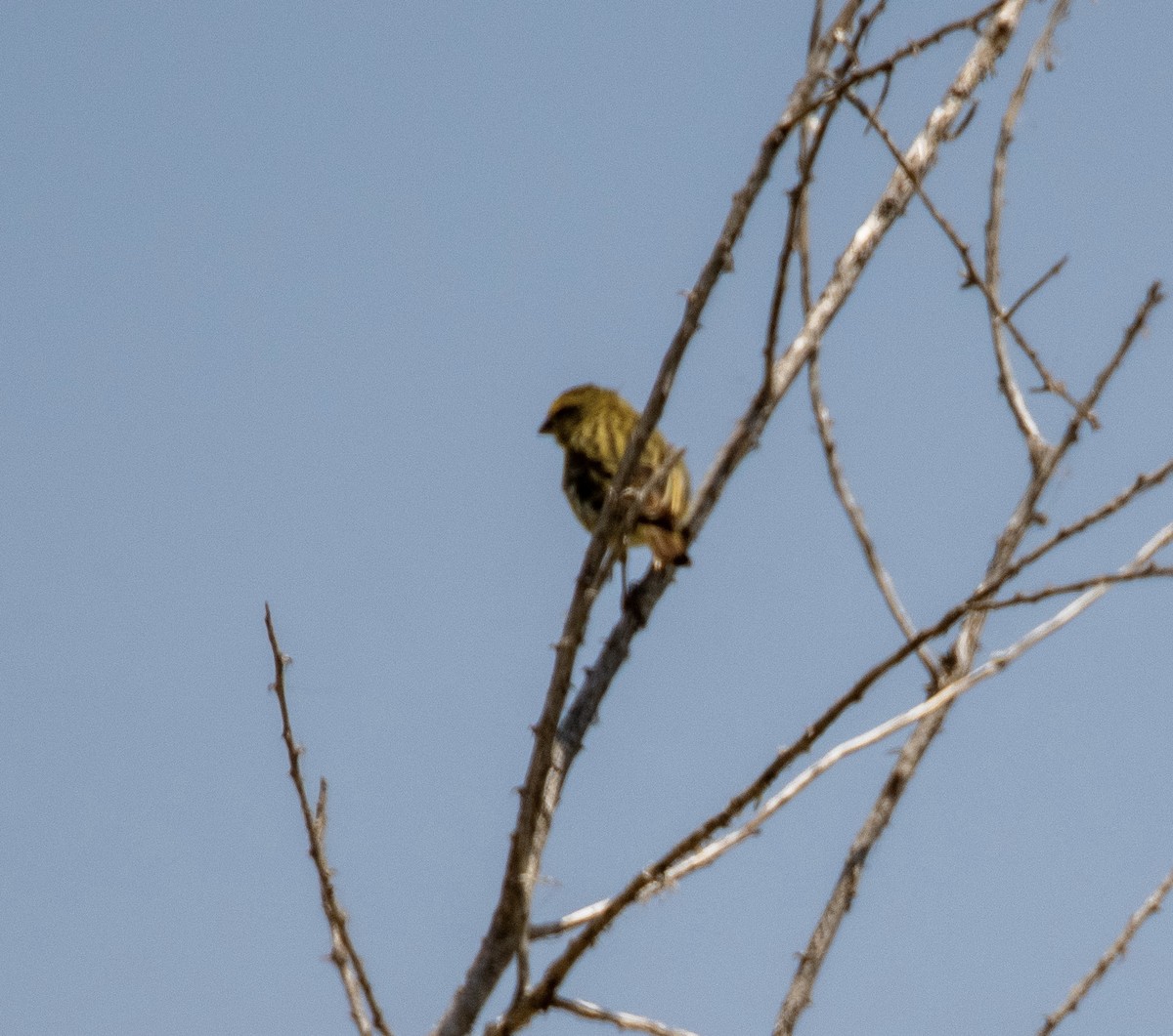 Brimstone Canary - ML606811411