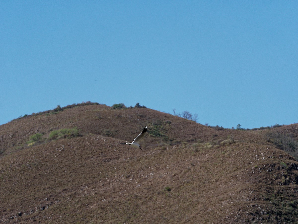 Mouette des Andes - ML606811541