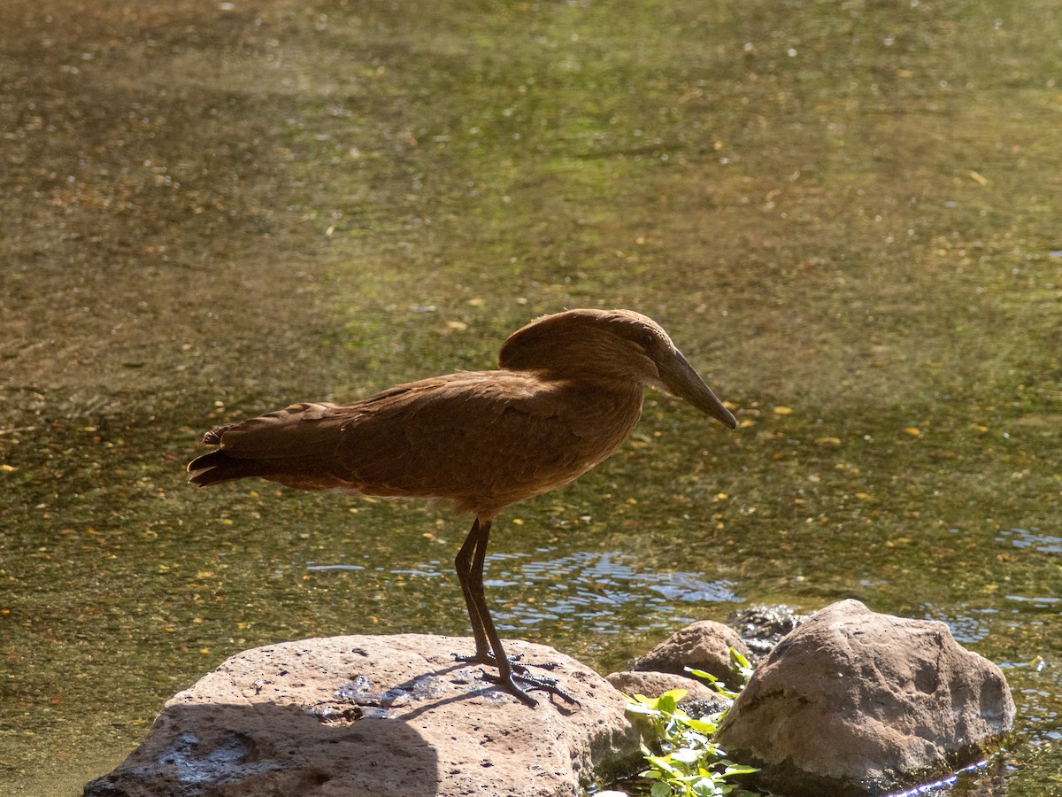 Hamerkop - ML606813521