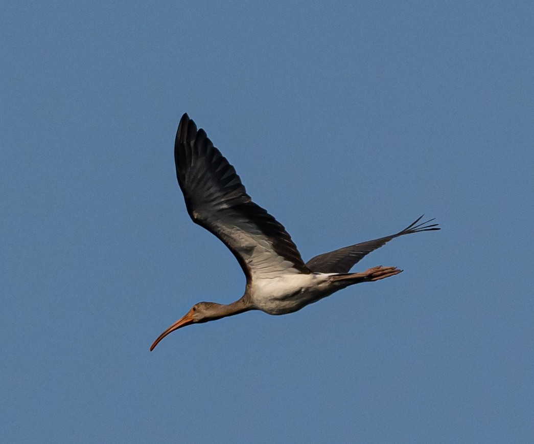 White Ibis - ML606813541