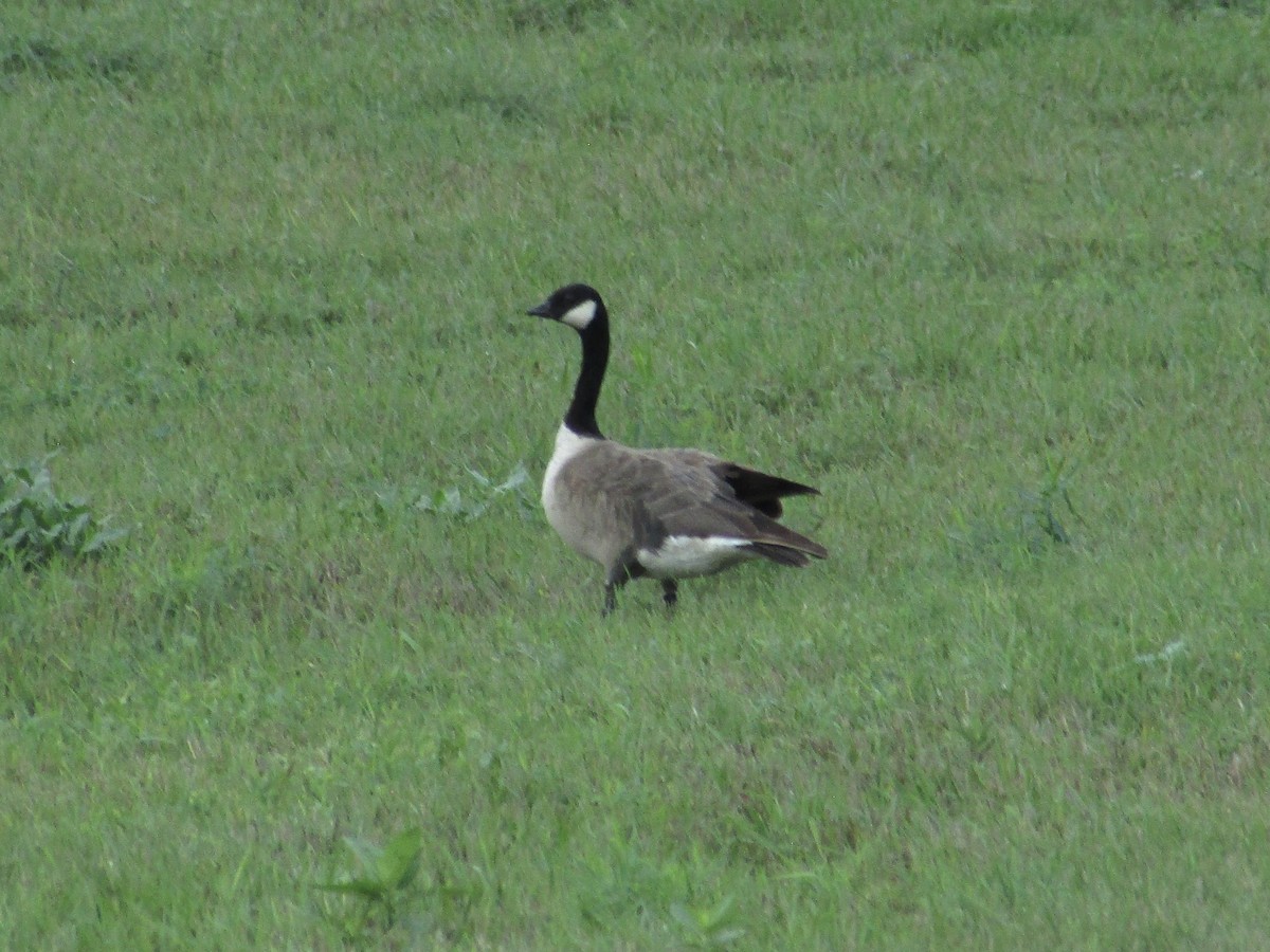 Cackling Goose - Morgan Rodenborg