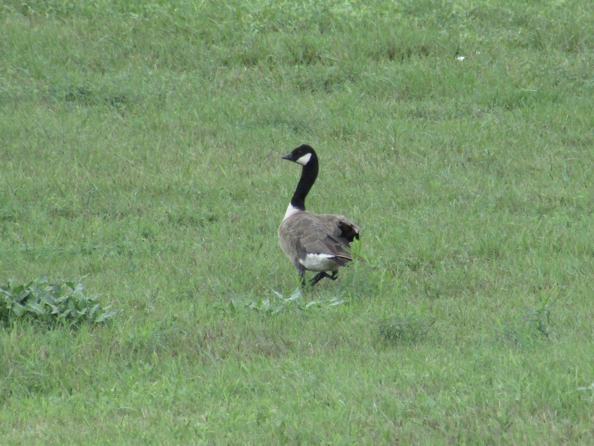 シジュウカラガン - ML606813631