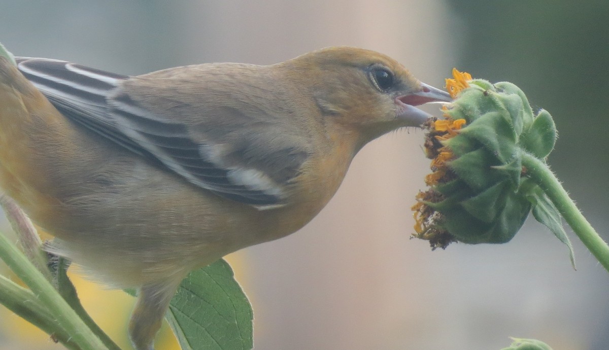 Baltimore Oriole - ML606813641