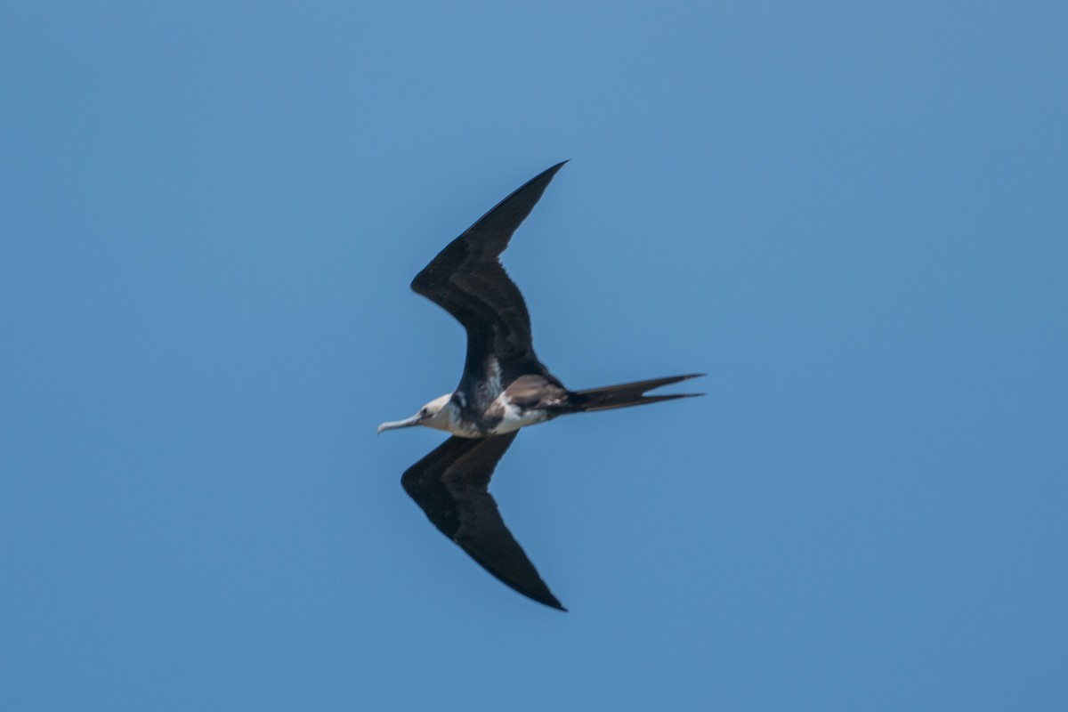 Lesser Frigatebird - Jafet Potenzo Lopes