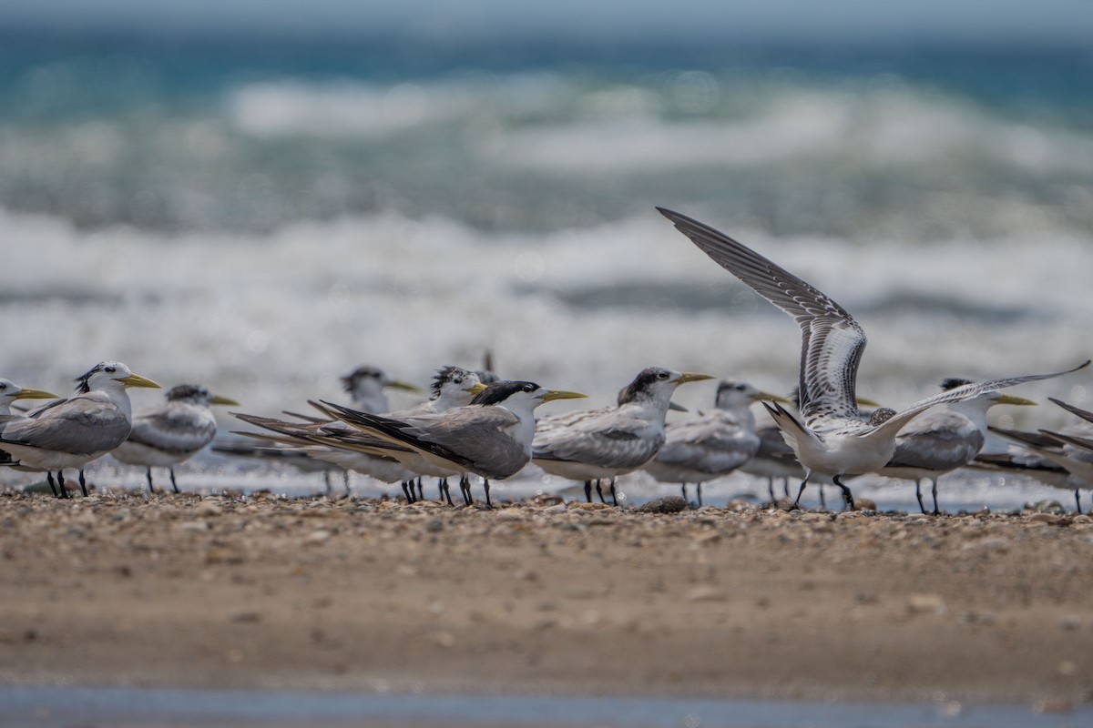 Great Crested Tern - Jafet Potenzo Lopes