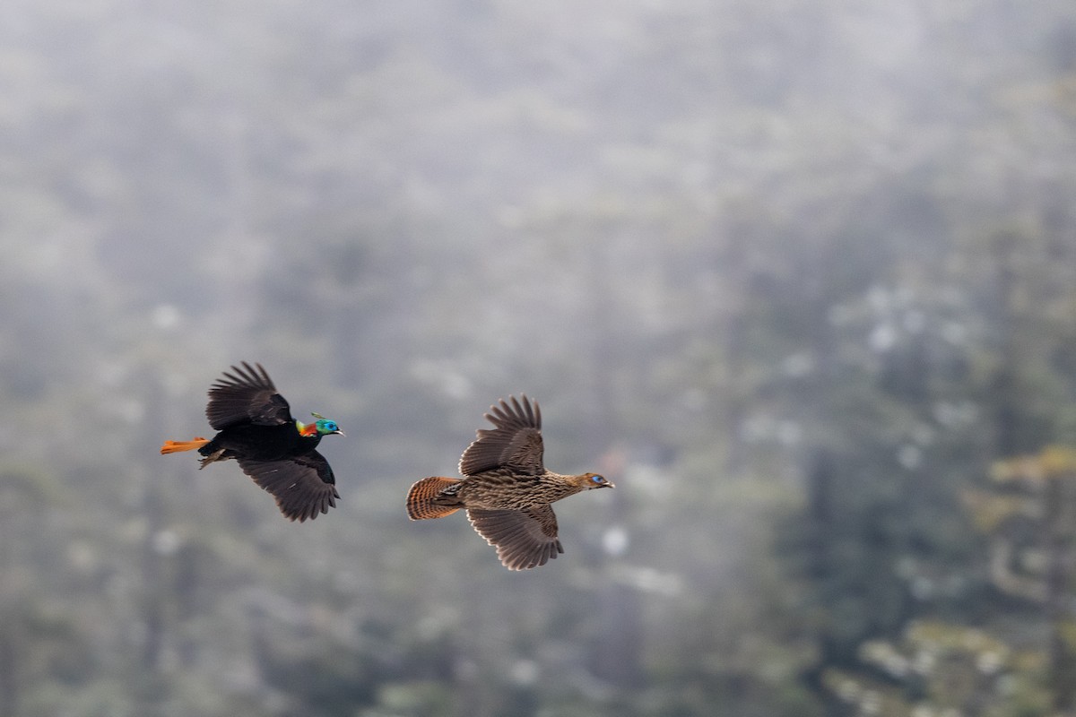 Himalayan Monal - ML606816511