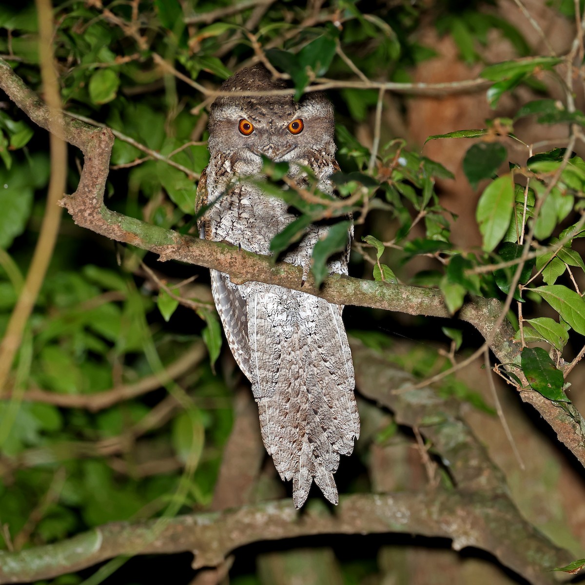 Marbled Frogmouth - ML606816751