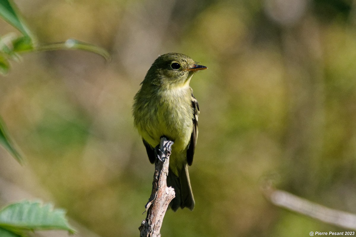 Yellow-bellied Flycatcher - Pierre Pesant