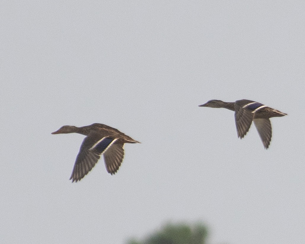 Mallard - ML606817591