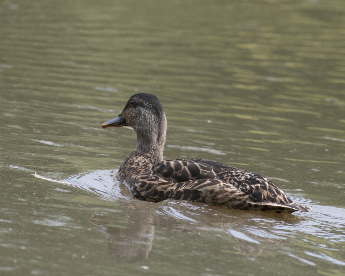 Mallard - ML606817601