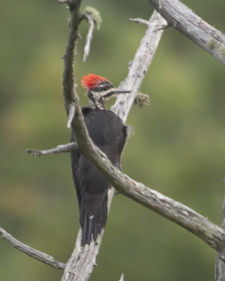 Pileated Woodpecker - ML606818591