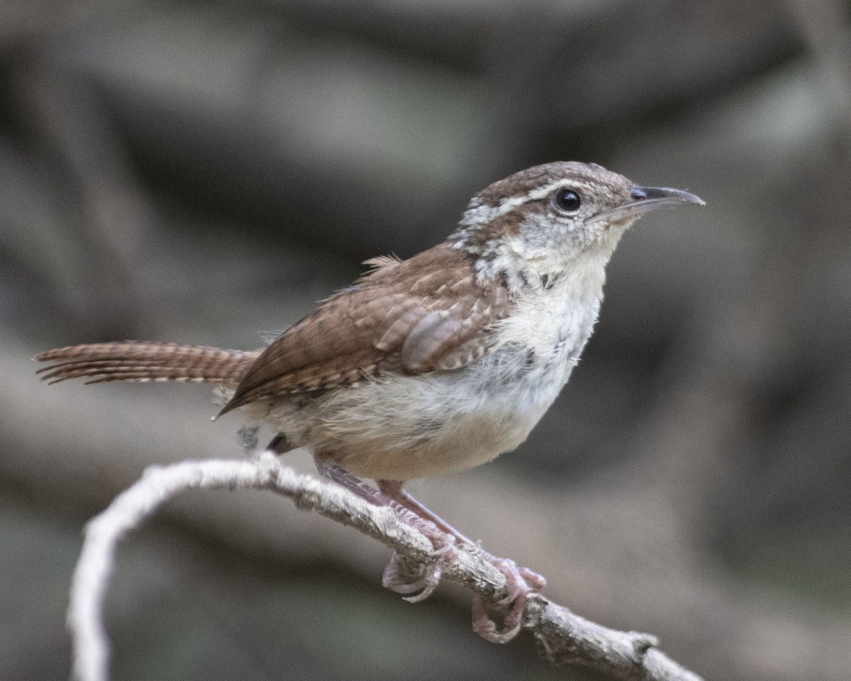 Carolina Wren - ML606818711