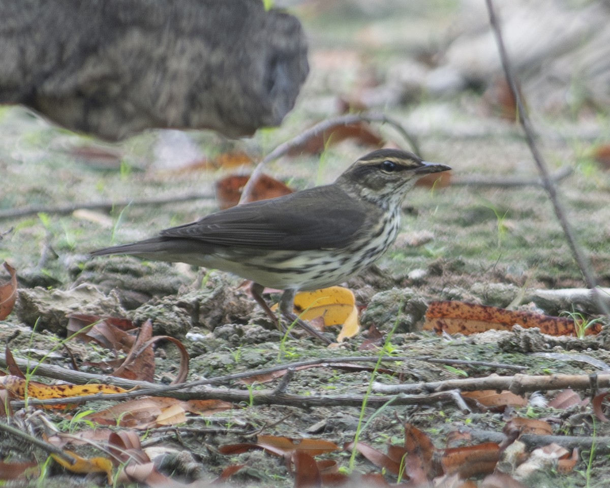 Northern Waterthrush - ML606818781