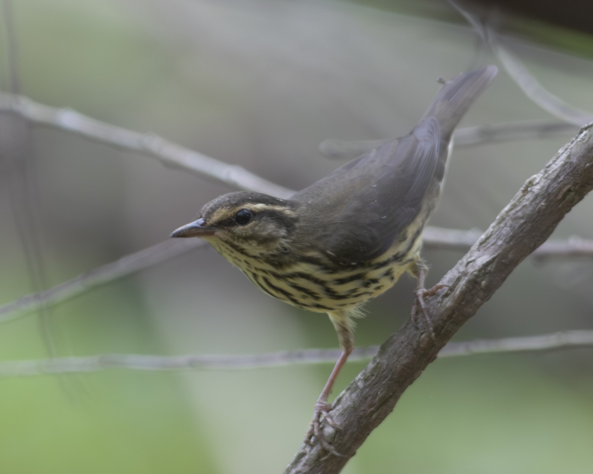 Northern Waterthrush - ML606818791